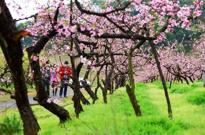广东一地奖励促成结婚红娘600元